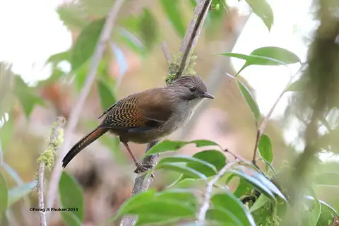Hoary-throated Barwing