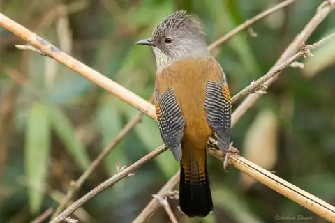 Streak-throated Barwing