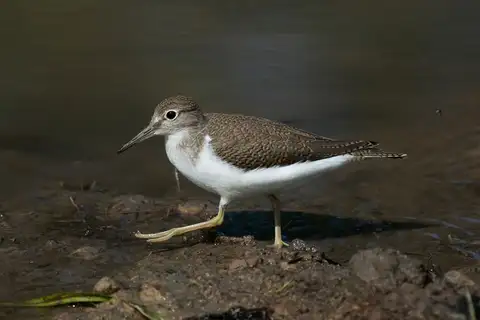 Common Sandpiper