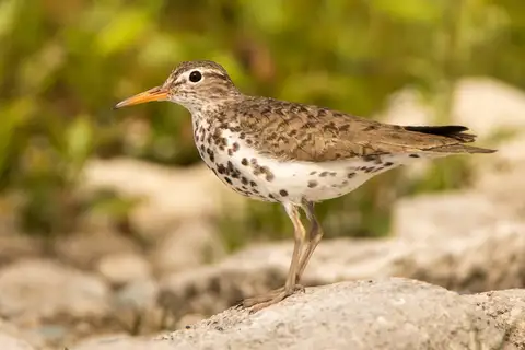 Spotted Sandpiper