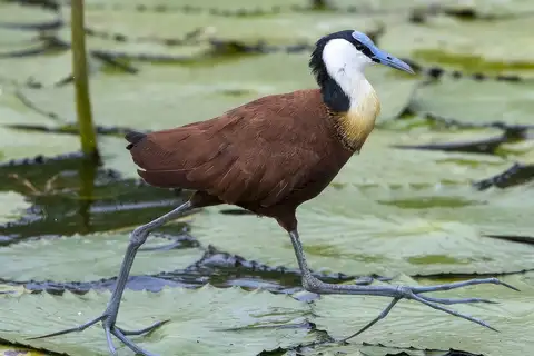 African Jacana
