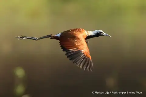 Madagascar Jacana