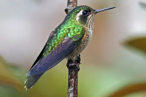 Speckled Hummingbird