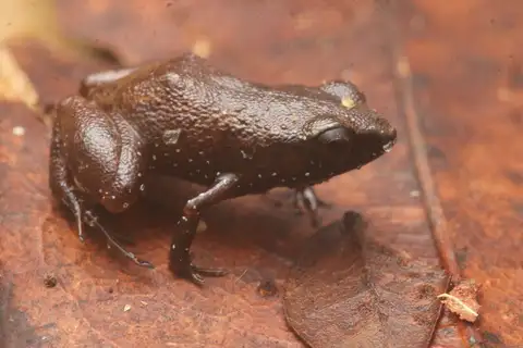 Adelophryne amapaensis