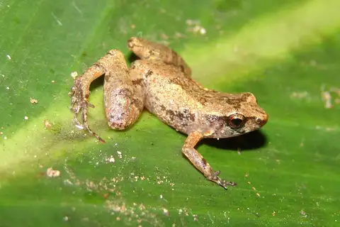 Adelophryne baturitensis