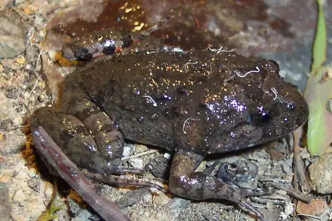 Tusked Frog
