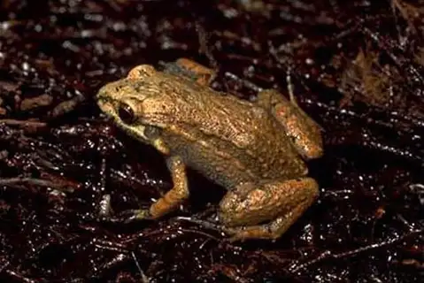 Paraná Tropical Bullfrog