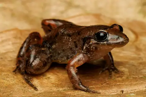Bokermann's Tropical Bullfrog