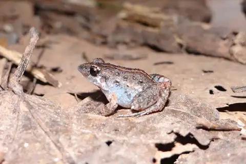 Chacoan Tropical Bullfrog