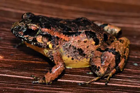 Heyer's Tropical Bullfrog