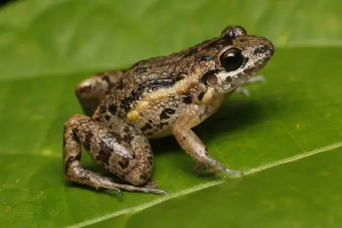 Forest Chirping Frog