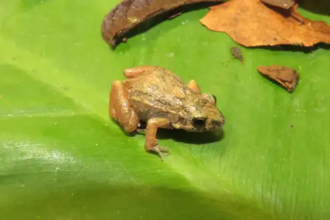 Goiás Tropical Bullfrog