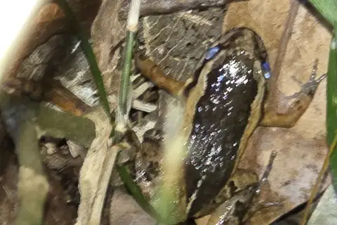 Kwet's Nest-building Frog