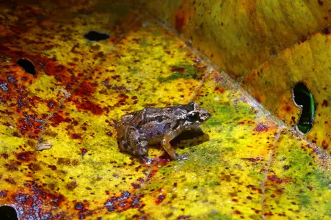Santa Catarina Tropical Bullfrog