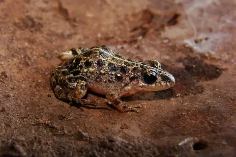 Cerrado Tropical Bullfrog