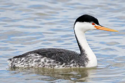 Clark's Grebe