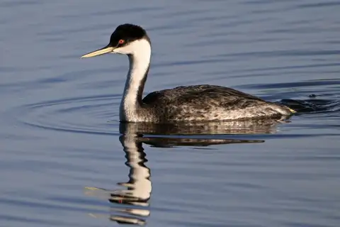Western Grebe