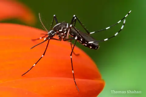 Asian Tiger Mosquito