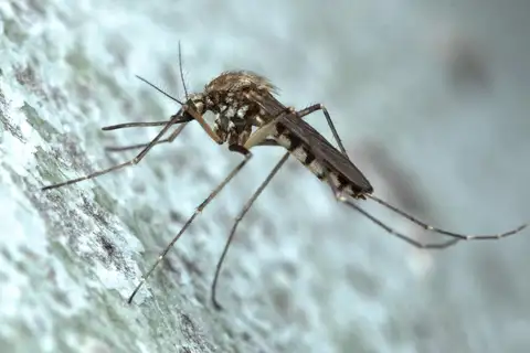 Inland Floodwater Mosquito