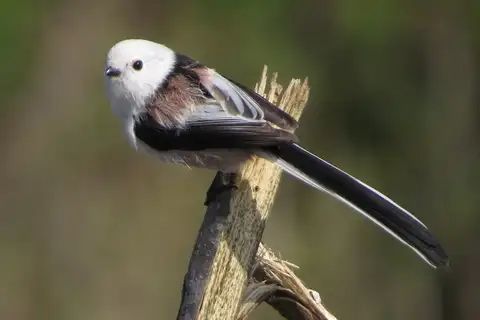 Long-tailed Tit