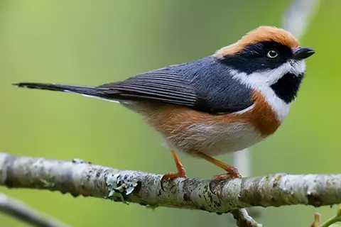 Black-throated Bushtit