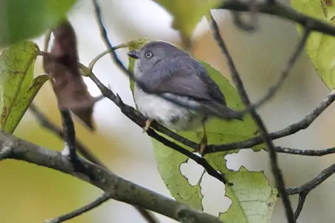 Pygmy Bushtit