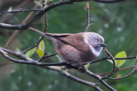 Sooty Bushtit