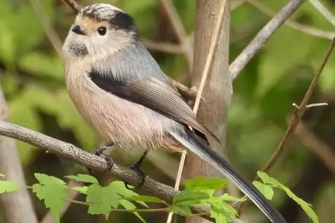 Silver-throated Bushtit