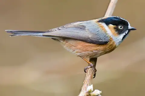 Black-browed Bushtit