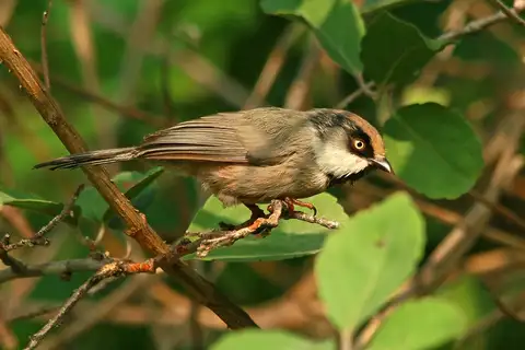 White-cheeked Bushtit