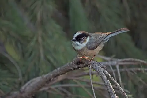 White-throated Bushtit