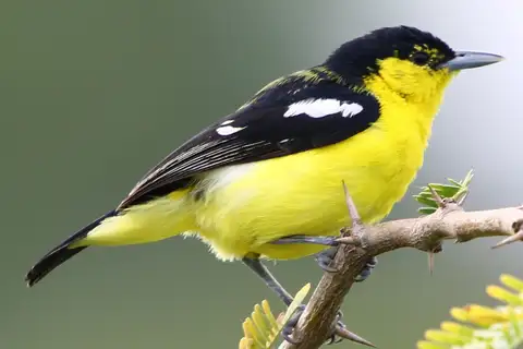 Common Iora