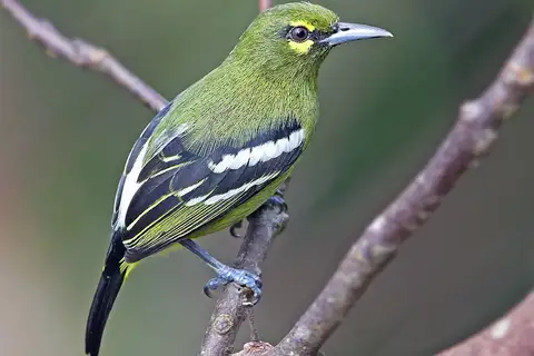 Green Iora