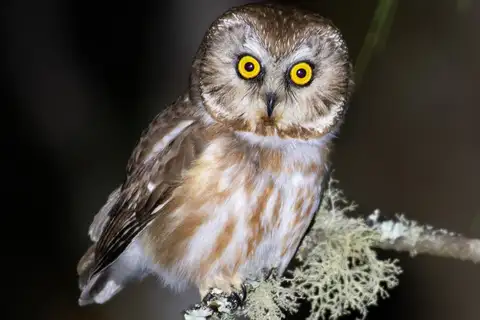 Northern Saw-whet Owl