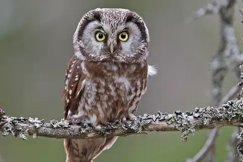 Boreal Owl