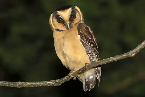 Buff-fronted Owl