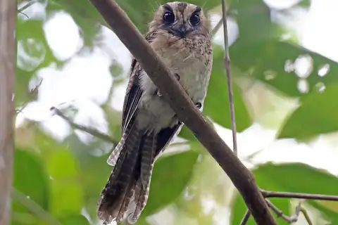Vogelkop Owlet-nightjar
