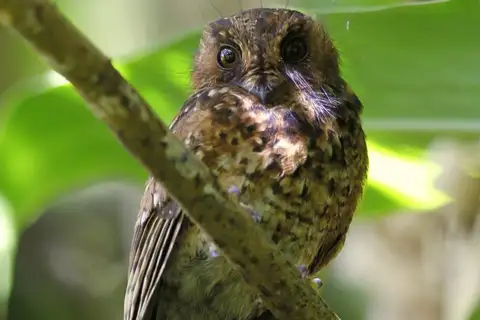 Mountain Owlet-nightjar