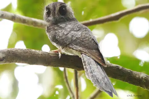 Barred Owlet-nightjar