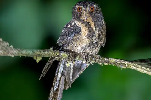 Moluccan Owlet-nightjar