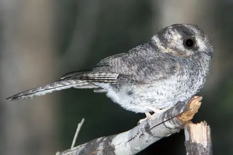 Australian Owlet-nightjar