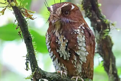 Feline Owlet-nightjar