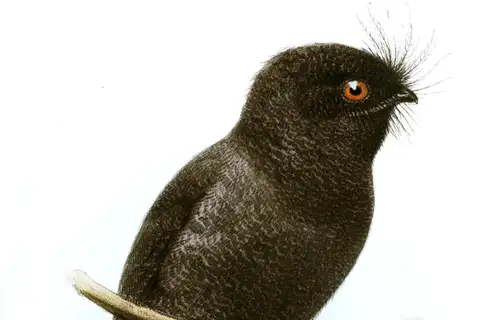 New Caledonian Owlet-nightjar