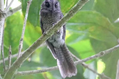 Karimui Owlet-nightjar