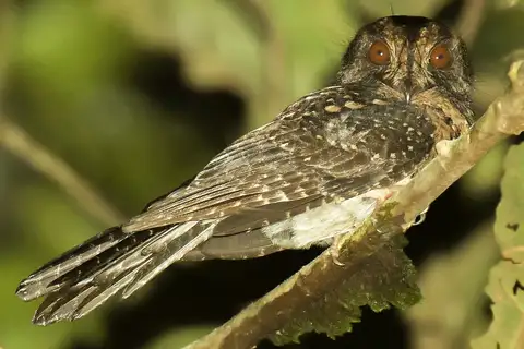 Wallace's Owlet-nightjar