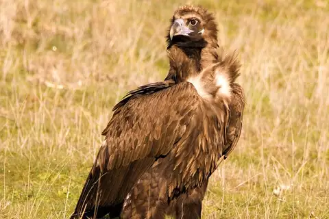 Cinereous Vulture