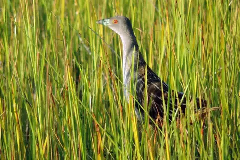 Striped Crake