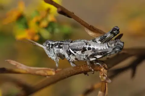 Southern Coast Bush Grasshopper