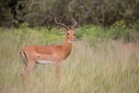 Impala