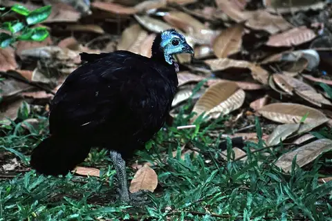Wattled Brushturkey